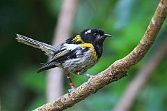 Stitchbird